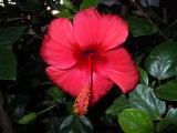 43. Hibiskus
